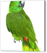 Parrot Joy Canvas Print
