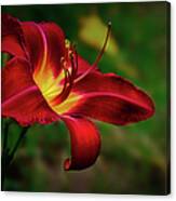 Passion For Red Daylily Canvas Print
