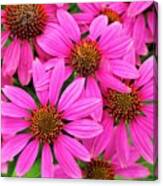 Passionately Pink Coneflowers Canvas Print
