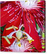 Passionflowers Canvas Print
