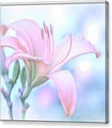 Pastel Pink Daylily Reaching For The Sky Canvas Print