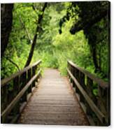Path To Tranquility Canvas Print