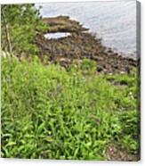 Path, Wildflowers, Weeds, And The Atlantic From Acadia National Park, Maine Canvas Print
