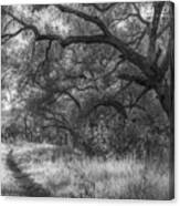 Path With Oaks, Boden Canyon Canvas Print