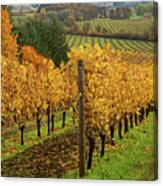 Patterns Of Fall In The Vineyard Canvas Print