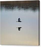 Peaceful Flight Of The Blue Heron Canvas Print