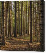Peaceful Forest Canvas Print
