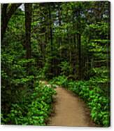 Peaceful Trail On Roan Mountain Canvas Print