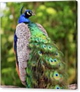 Peacock Male Bird Sitting Canvas Print