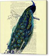 Peacock On Branch Canvas Print