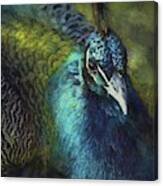 Peacock Portrait - Photoart Canvas Print