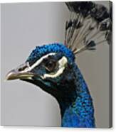 Peacock Canvas Print