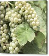 Pearls Of The Vineyard Canvas Print