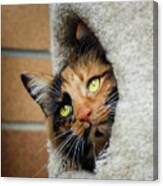 Peeping Tom Cat Canvas Print
