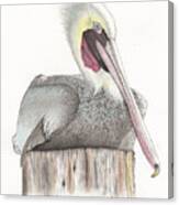 Pelican Canvas Print