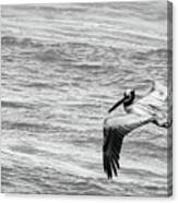 Pelican Glide Canvas Print