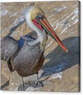 Pelican In Color Canvas Print