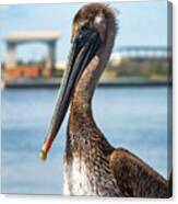Pelican In Downtown Pensacola, Florida Canvas Print