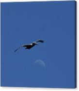 Pelican Moon Canvas Print