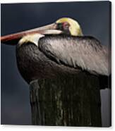 Pelican On A Pole Canvas Print
