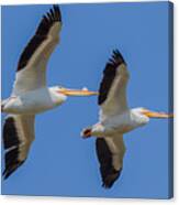 Pelican Pair Flying Canvas Print