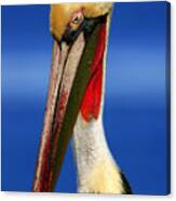 Pelican Pride Canvas Print