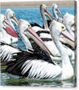 Pelicans Adrift Canvas Print