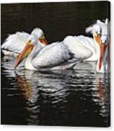 Pelicans At Viking Park #3 Of 7 - Stoughton Wisconsin Canvas Print