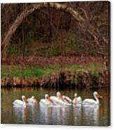 Pelicans At Viking Park #5 Of 7 - Stoughton Wisconsin Canvas Print