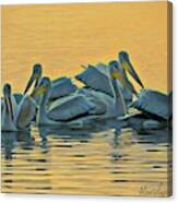 Pelicans Canvas Print