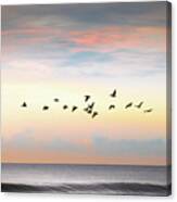 Pelicans Over Folly Beach Canvas Print