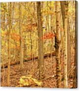 Pennsylvania Woodland Canvas Print