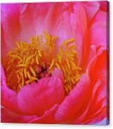 Peony Blossoms In Spring 2 Canvas Print