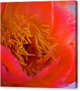 Peony Blossoms In Spring 3 Canvas Print