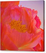Peony Blossoms In Spring 8 Canvas Print