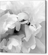 Peony In Black And White Canvas Print