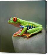 Perched On A Leaf - Red-eyed Tree Frog Canvas Print