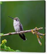 Perching Hummer Canvas Print