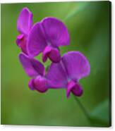 Perennial Pea_6080 Canvas Print