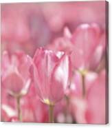 Perfectly Pink Canvas Print
