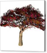 Persian Ironwood Tree Canvas Print