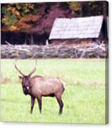 Pfft - Bull Elk Sticking Tongue Out Canvas Print
