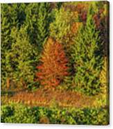 Philip's Autumn Trees Canvas Print