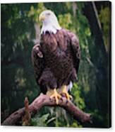 Photo 75 American Eagle Canvas Print