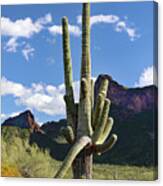 Picacho Peak Cactus Canvas Print