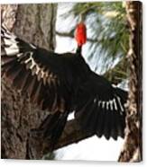 Pileated Woodpecker 2 Canvas Print