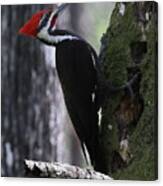 Pileated Woodpecker 4 Canvas Print