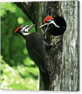 Pileated Woodpecker And Baby Canvas Print