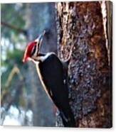 Pileated Woodpecker At Rancocas Nature Preserve Canvas Print