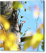Pileated Woodpecker In Autumn Canvas Print